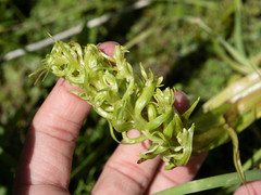 Platanthera dilatata albiflora