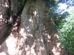 Sterculia apetala