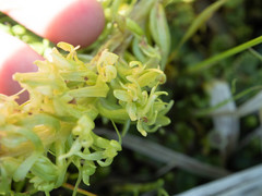 Platanthera dilatata albiflora