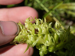 Platanthera dilatata albiflora