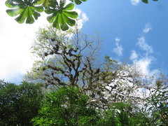 Sterculia apetala