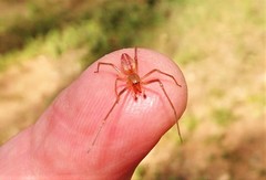 Cheiracanthium gracile