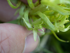 Platanthera dilatata albiflora