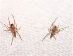 Cheiracanthium gracile