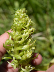 Platanthera dilatata albiflora