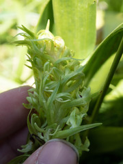 Platanthera dilatata albiflora