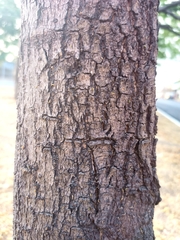 Tabebuia rosea