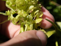 Platanthera dilatata albiflora
