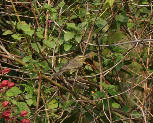 Tickell's Leaf Warbler (Phylloscopus affinis), photo 1