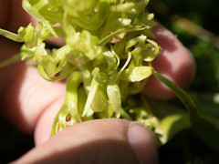 Platanthera dilatata albiflora