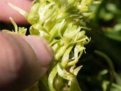 Platanthera dilatata albiflora