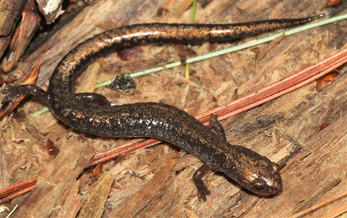 Ravine Salamander