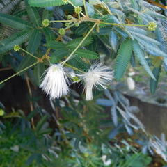 Zapoteca portoricensis