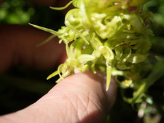 Platanthera dilatata albiflora