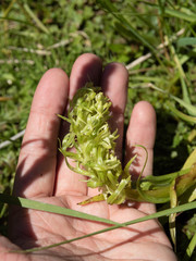 Platanthera dilatata albiflora