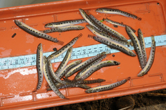 Cobitis elongatoides