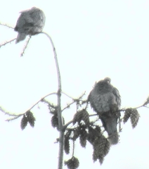 Patagioenas fasciata