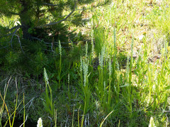 Platanthera dilatata albiflora