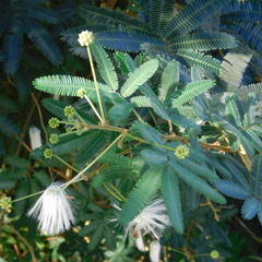 Zapoteca portoricensis