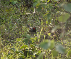 Calliope tschebaiewi