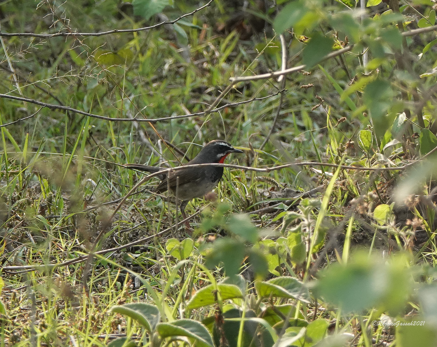 Chinese Rubythroat (Calliope tschebaiewi), photo 8