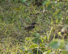 Calliope tschebaiewi