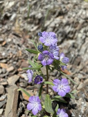Phacelia linearis