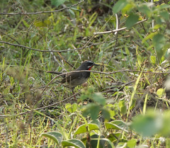 Calliope tschebaiewi