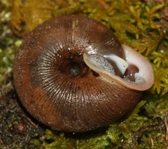 Triodopsis tridentata