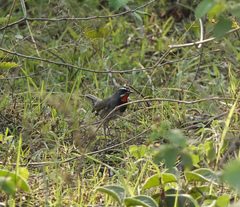 Calliope tschebaiewi