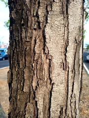Cordia elaeagnoides