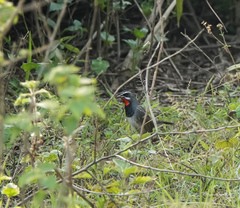 Calliope tschebaiewi