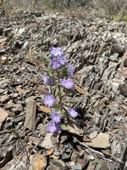 Phacelia linearis