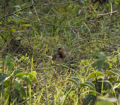 Calliope tschebaiewi