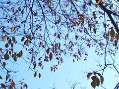 Cordia elaeagnoides