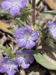 Phacelia linearis