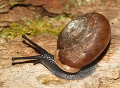 Triodopsis tridentata