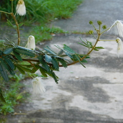 Zapoteca portoricensis