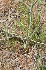 Lomatium ambiguum