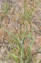 Lomatium ambiguum