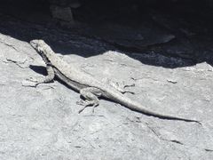 Microlophus atacamensis