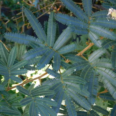 Zapoteca portoricensis