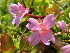 Epilobium confertifolium