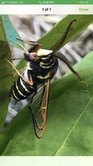 Paranthrene asilipennis