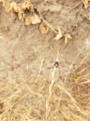 Dermacentor occidentalis