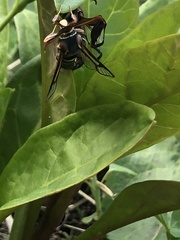 Paranthrene asilipennis