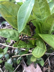 Paranthrene asilipennis