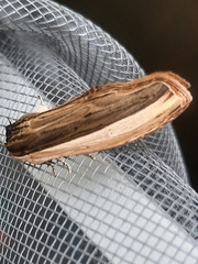 Truncaptera truncata