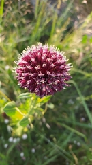 Allium amethystinum