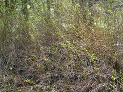 Spiraea chamaedryfolia